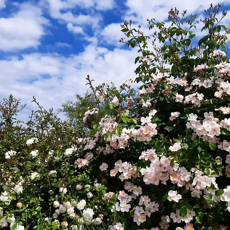Umbria Perugia Villetta Con Giardino E Piscina - La Casa Di Nelly